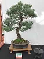 Japanese White Pine